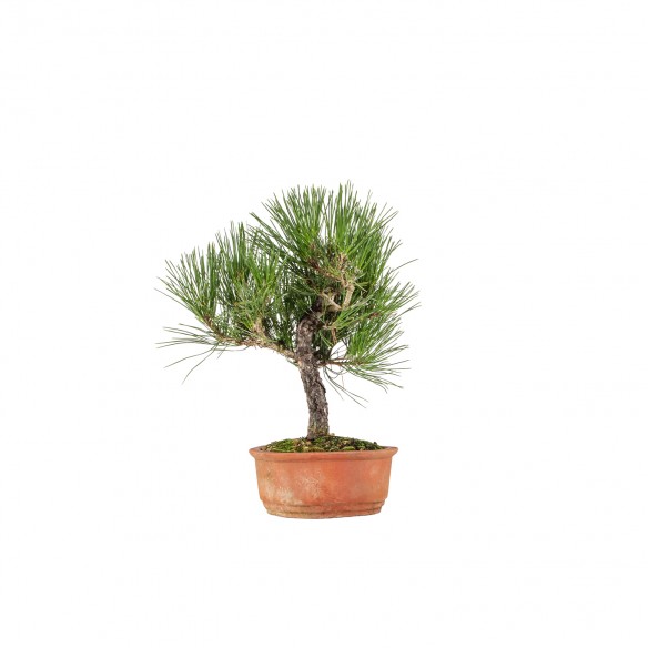 Pinus thunbergii - B6505