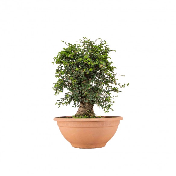 Ulmus parvifolia - B6506