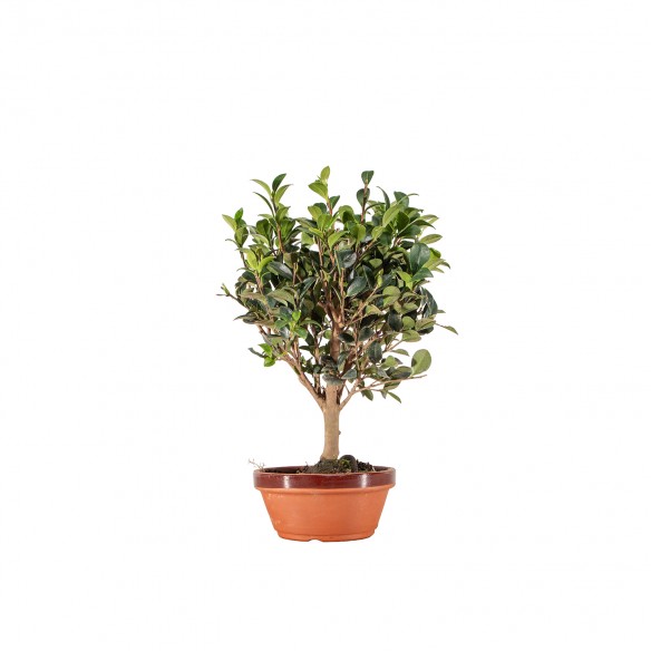 Camelia sasanqua - B6507