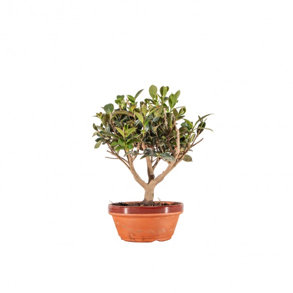 Camelia sasanqua - B6508