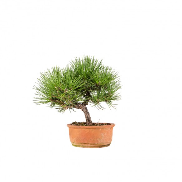 Pinus thunbergii - B6510