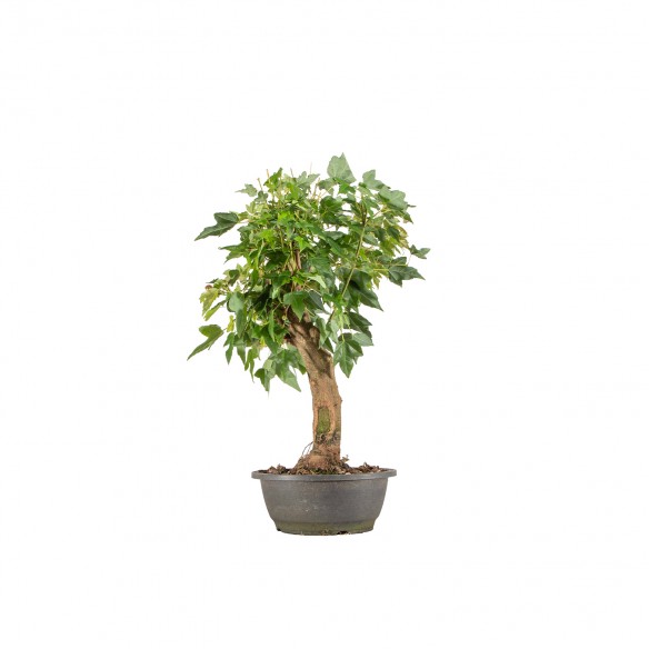 Acer buergerianum - B6511
