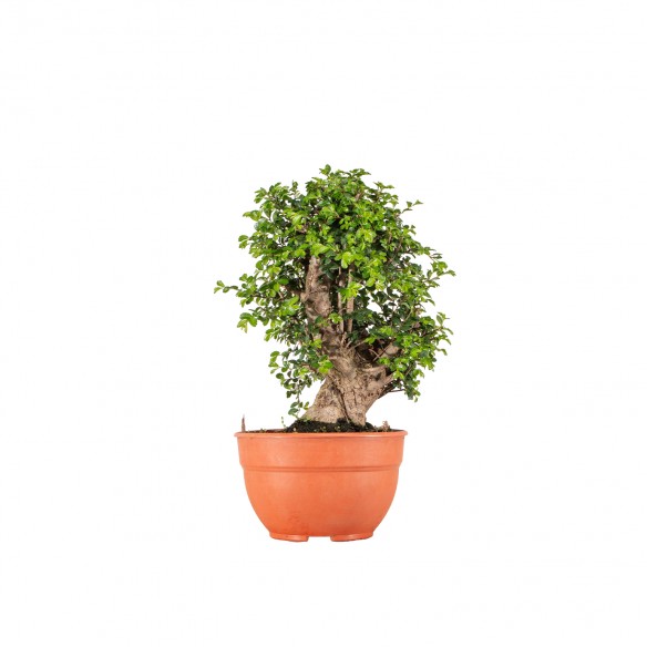 Ulmus parvifolia - B6512