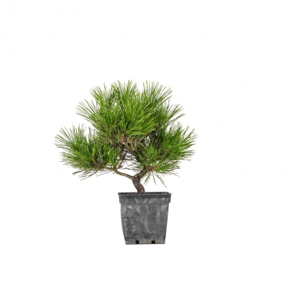 Pinus densiflora - B6513