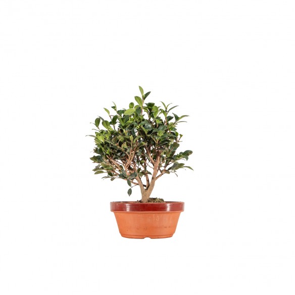 Camelia sasanqua - B6521