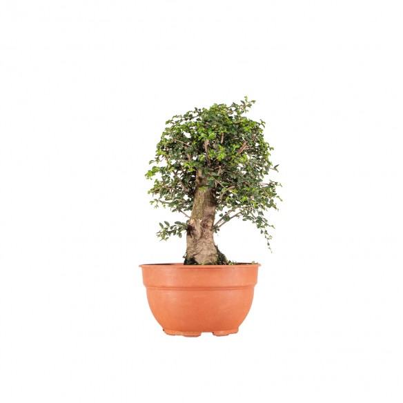 Ulmus parvifolia - B6523