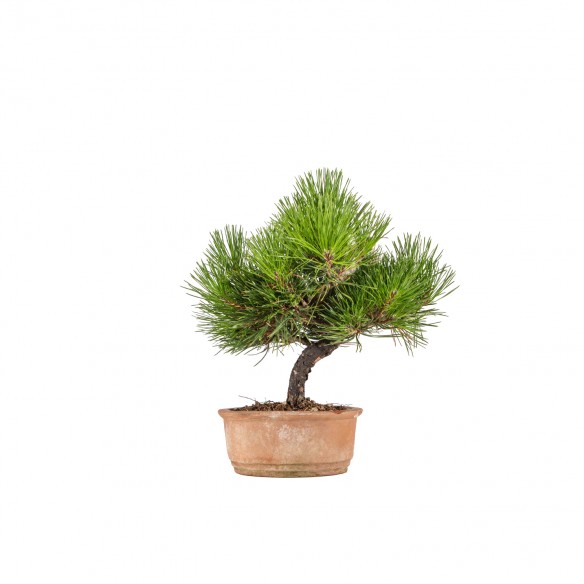 Pinus thunbergii - B6524