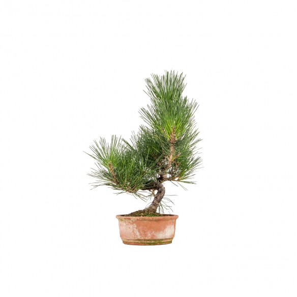 Pinus thunbergii - B6525