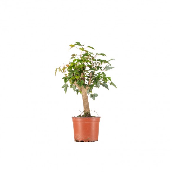 Acer buergerianum - B6526
