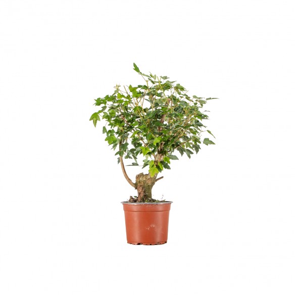 Acer buergerianum - B6527