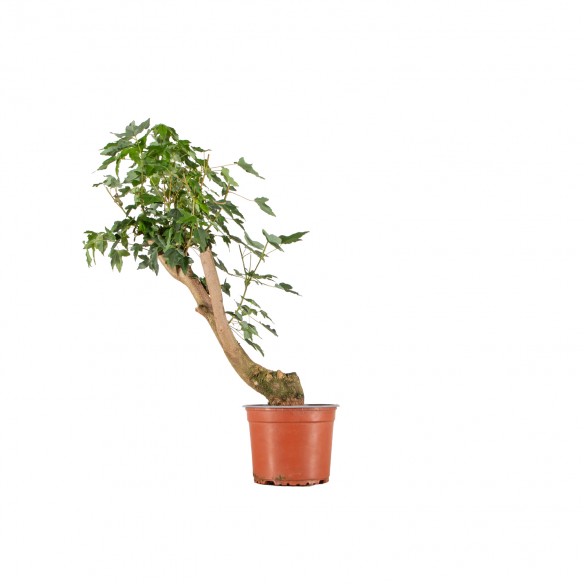 Acer buergerianum - B6528
