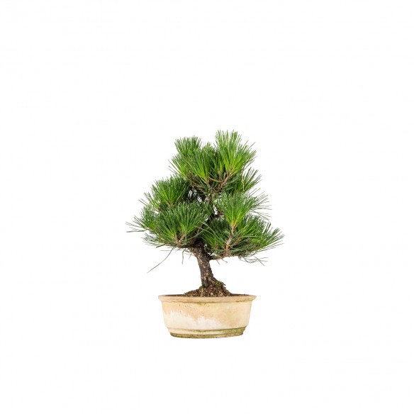 Pinus thunbergii - B6537