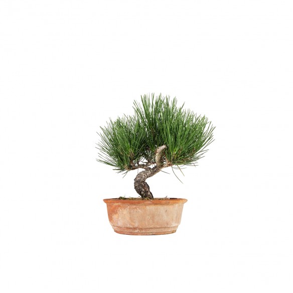 Pinus thunbergii - B6538