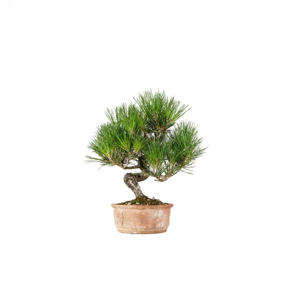 Pinus thunbergii - B6539