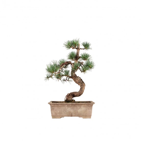 Pinus parviflora - B6540