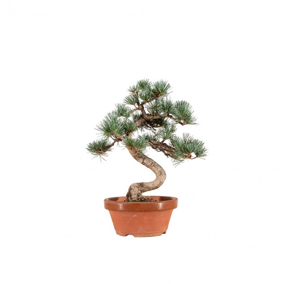 Pinus parviflora - B6541