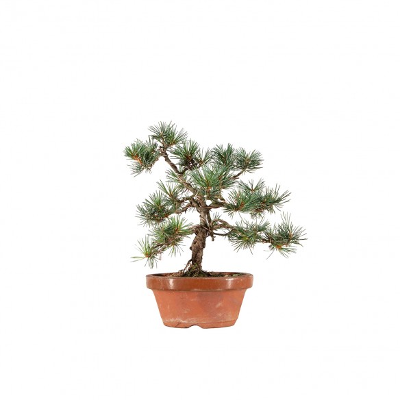 Pinus parviflora - B6542