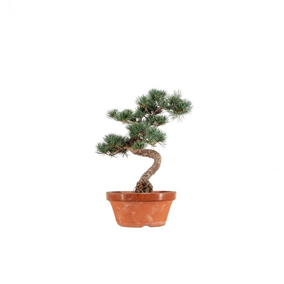 Pinus parviflora - B6543