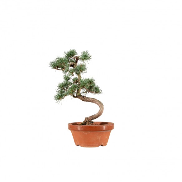 Pinus parviflora - B6544