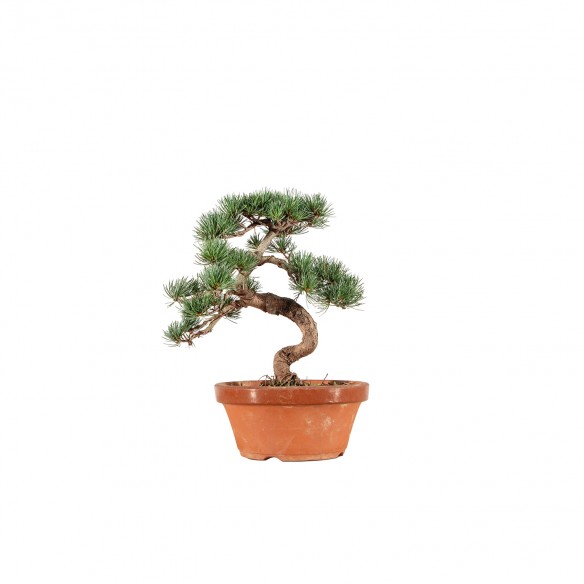 Pinus parviflora - B6545