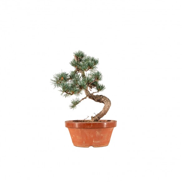 Pinus parviflora - B6546