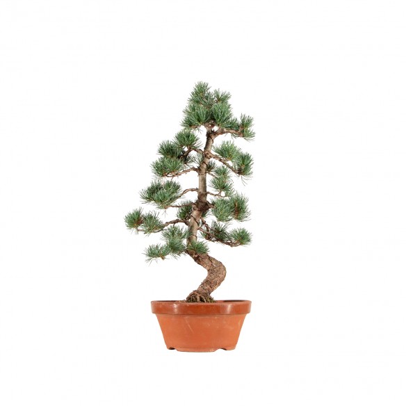 Pinus parviflora - B6547