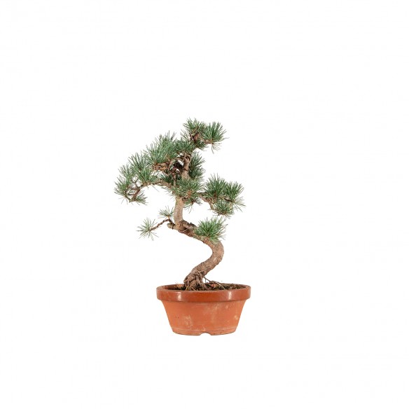 Pinus parviflora - B6548