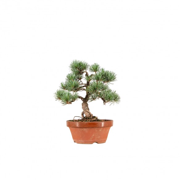 Pinus parviflora - B6549