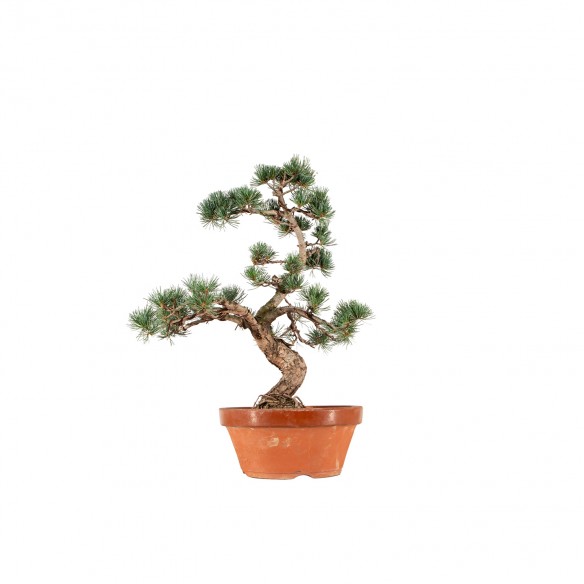 Pinus parviflora - B6561
