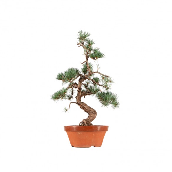 Pinus parviflora - B6563