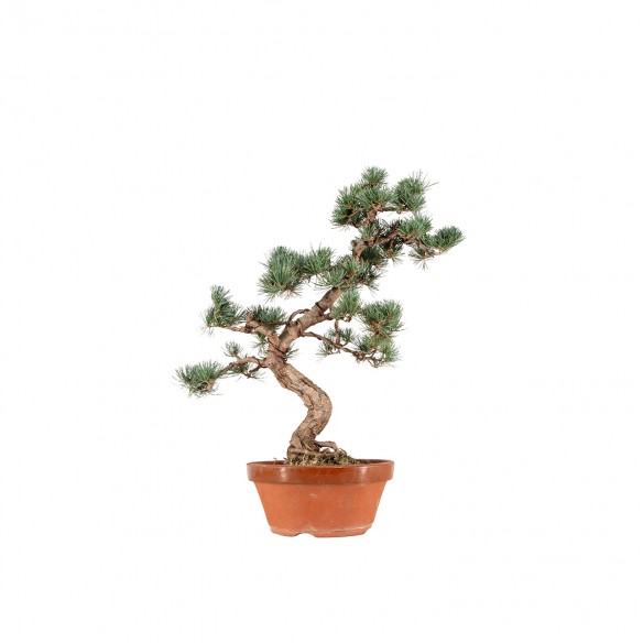 Pinus parviflora - B6564