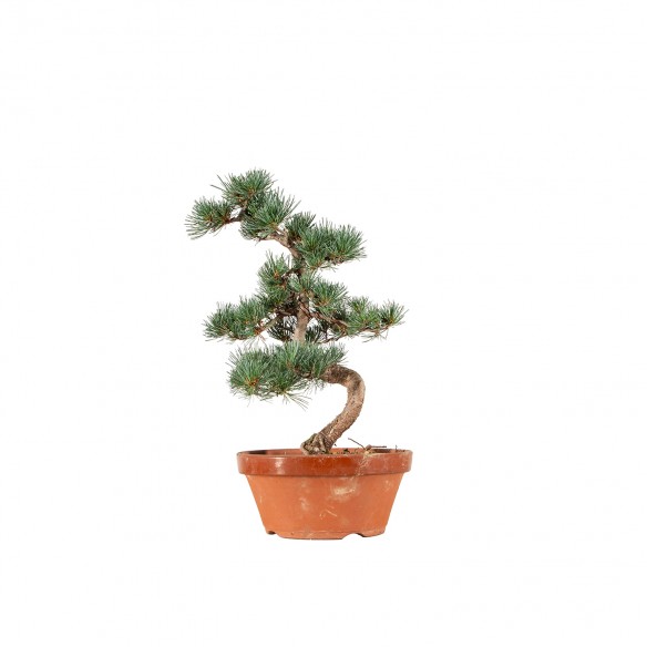 Pinus parviflora - B6565