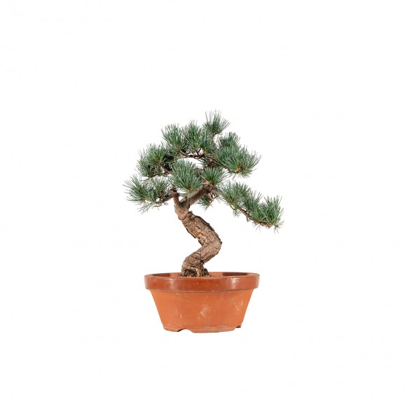 Pinus parviflora - B6566