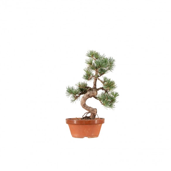 Pinus parviflora - B6567