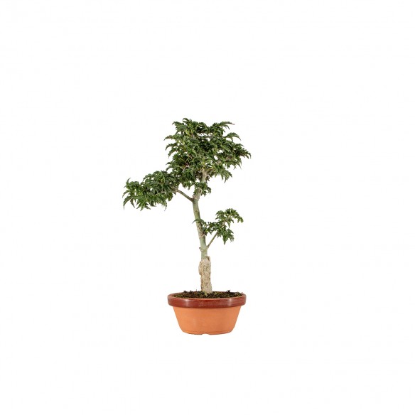 Acer palmatum shishigashira...