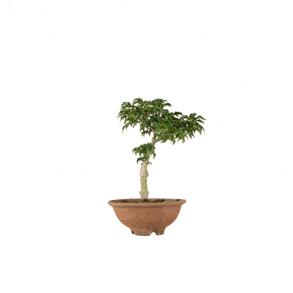 Acer palmatum shishigashira...