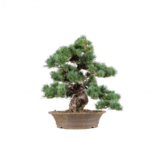 Pinus parviflora - B6573