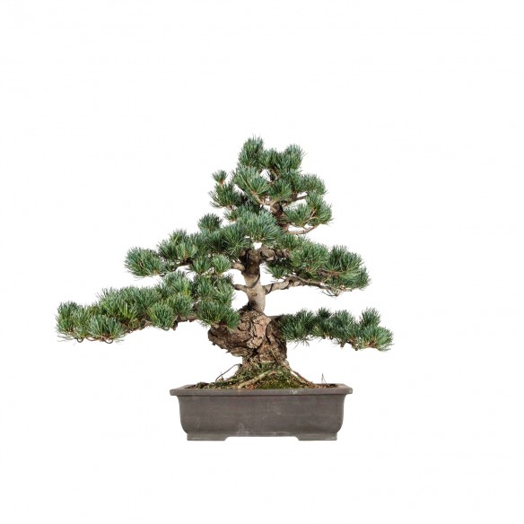 Pinus parviflora - B6574