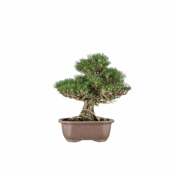 Pinus thunbergii kotobuki -...