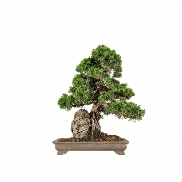 Juniperus Itoigawa c/rocha...
