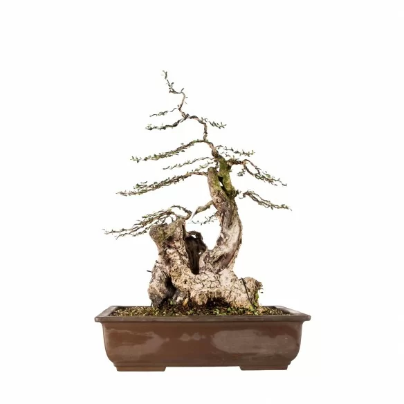 Olea europea sylvestris -...