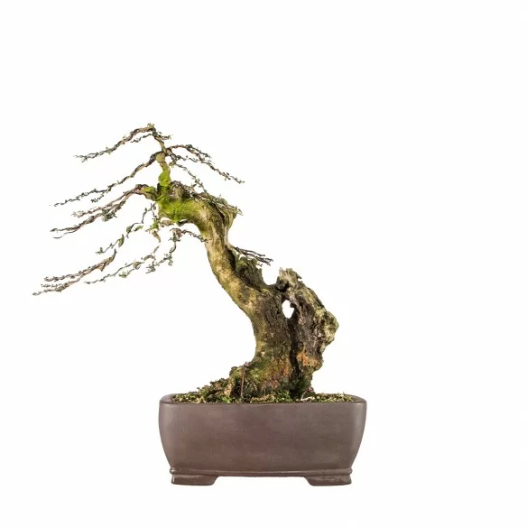 Olea europea sylvestris -...
