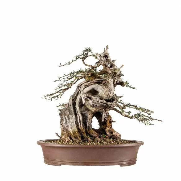 Olea europea sylvestris -...