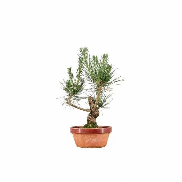 Pinus thunbergii - B6597