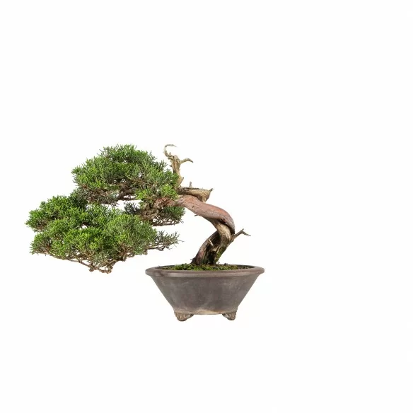 Juniperus Itoigawa - B6598