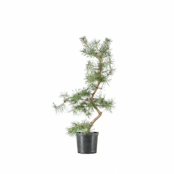 Pinus sylvestris - B6622