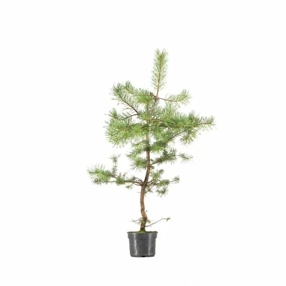 Pinus sylvestris - B6623