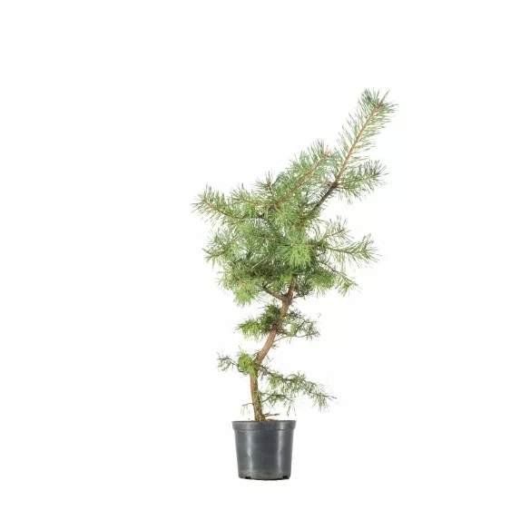 Pinus sylvestris - B6624
