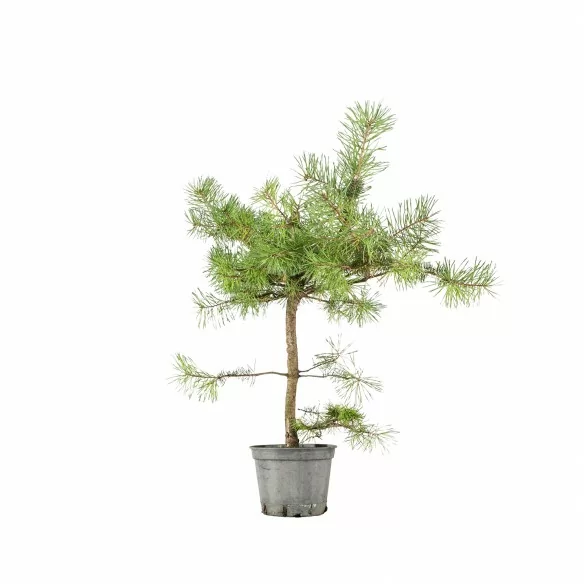 Pinus sylvestris - B6625