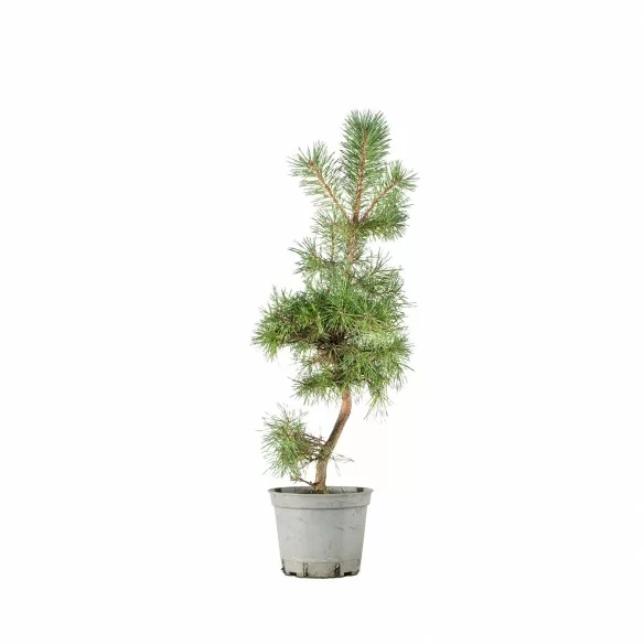 Pinus sylvestris - B6626